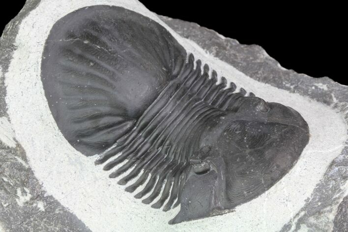 Large, Paralejurus Trilobite Fossil - Ofaten, Morocco #83350